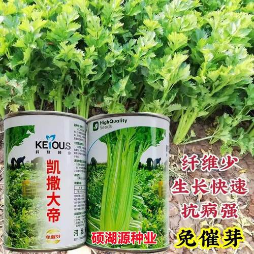 凯撒大帝芹菜种子叶柄亮绿有维光纤少高产抗病XLW泽强免芽催西芹