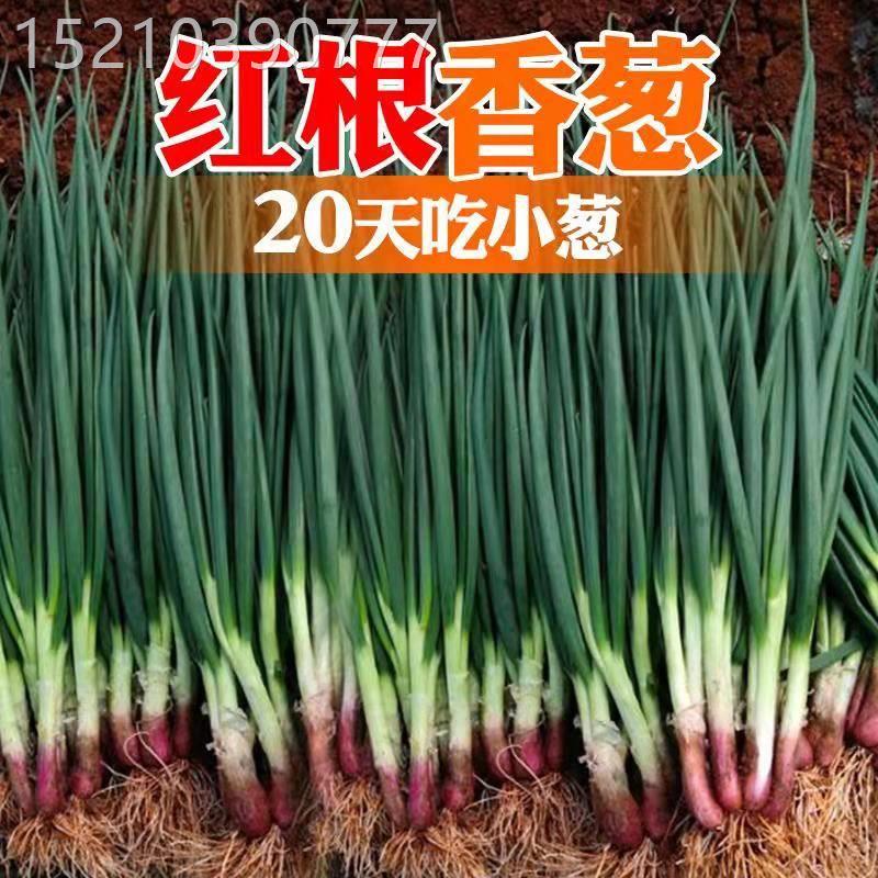 红根小香葱种子红葱头小香葱籽葱头葱种籽四季农家盆栽菜蔬菜种孑