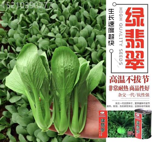 绿TZP翠油青鸟青梗菜种奶籽高产耐热夏四季油深亮绿翡青菜种油菜