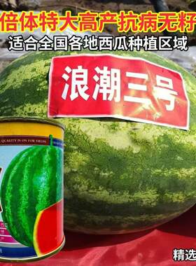 浪潮三号西瓜种子三倍体无籽西瓜特大抗病高产果肉大红色浪潮50克