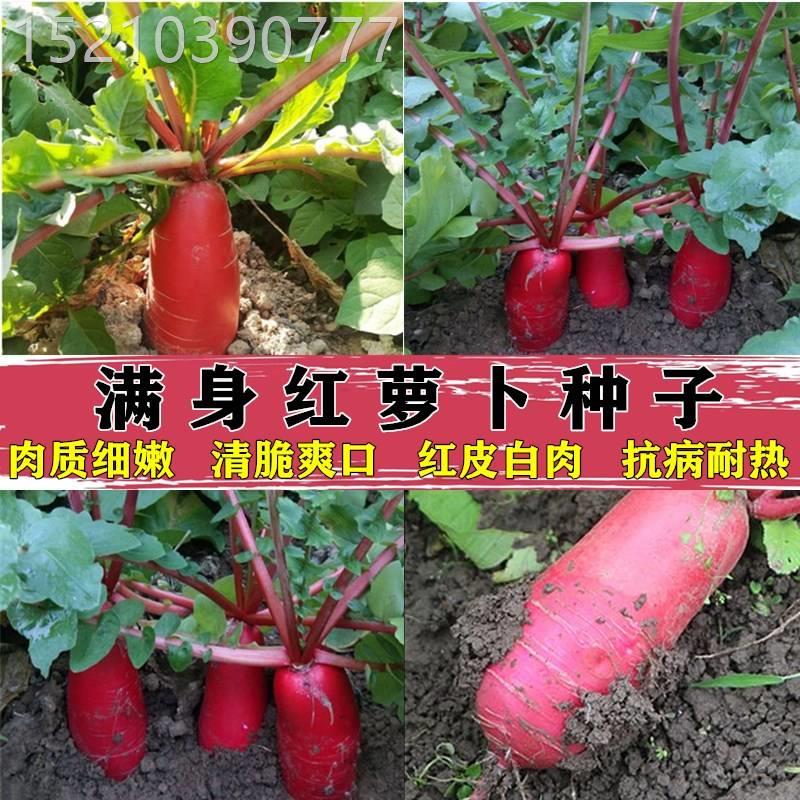 满身红萝卜种子四川红皮红肉泡菜红心萝卜种籽四季播红皮萝卜种子