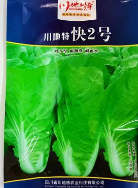 川地特快2号青菜种子耐捆绑用好口感生长快柄宽春UFQ叶秋基地 专