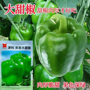 津科农发大甜椒辣椒种子肉厚脆甜 转色快叶色深绿大甜椒种子LT