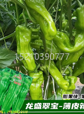 龙盛椒翠薄WFN皮辣椒种子春秋季种泡灯笼椒籽冬季青椒宝菜椒蔬菜