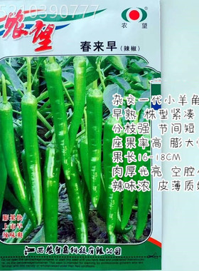 春来早羊角椒种子香辣杭椒口感好薄皮早熟高产大田春秋播辣椒种籽