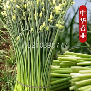 高华韭苔种子NHO四季 中庭院台盆栽蔬菜 苔韭阳产菜种籽春夏秋冬季