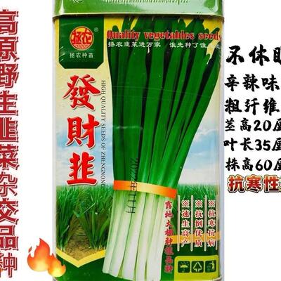 发财韭耐寒韭菜种子不休眠宽叶直立抗倒白根韭菜种籽子叶色浓绿