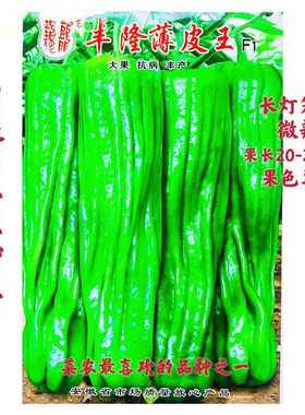 丰隆香辣雄风线椒种籽韩国进口特长线椒种子特辣中早熟线椒种子孑
