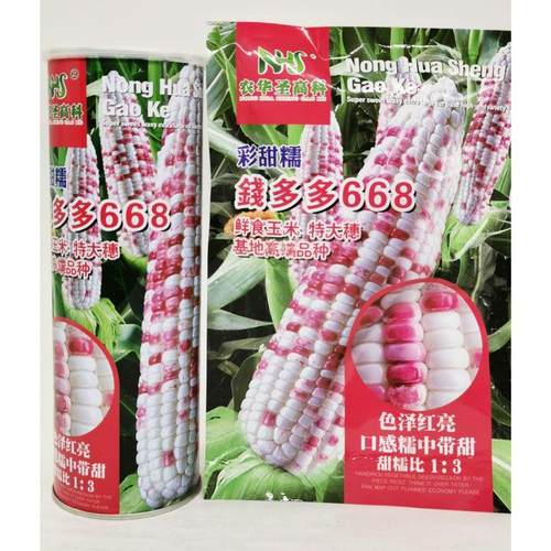 钱多多668彩甜糯玉米种籽高产大田春季甜糯玉米种花彩玉米种子