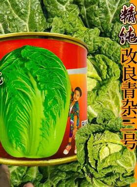 改良青杂三号大白菜种子菜园农家秋季播蔬菜籽辣白菜泡菜韩国种孑