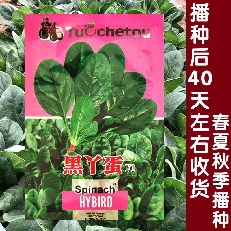 黑丫蛋菠菜种子大叶肉厚青菜种籽耐寒生长快春秋季越冬蔬菜种孑