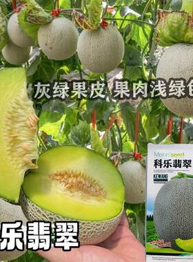 科乐翡翠哈密瓜种子肉质酥软香甜大田大棚种植酥软香甜香瓜籽正宗
