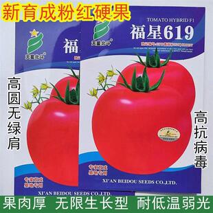 福星619西红柿种子粉红早熟大果沙瓤抗病寒蕃茄大棚盆栽蔬菜种籽