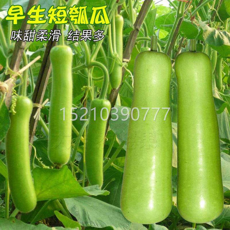 瓠瓠瓜种籽熟短蒲子瓜瓠早子种菜葫芦短棒子瓜种四季jbn春季蔬菜