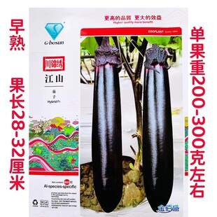 金佰盛江山茄子种子杂交早熟油黑亮色高产抗病口感好果肉淡绿种子