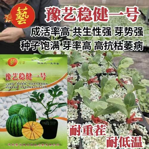 西瓜嫁接专用砧木 豫艺稳健一号 黑杆摩根南瓜砧木 锦霞伴侣砧木