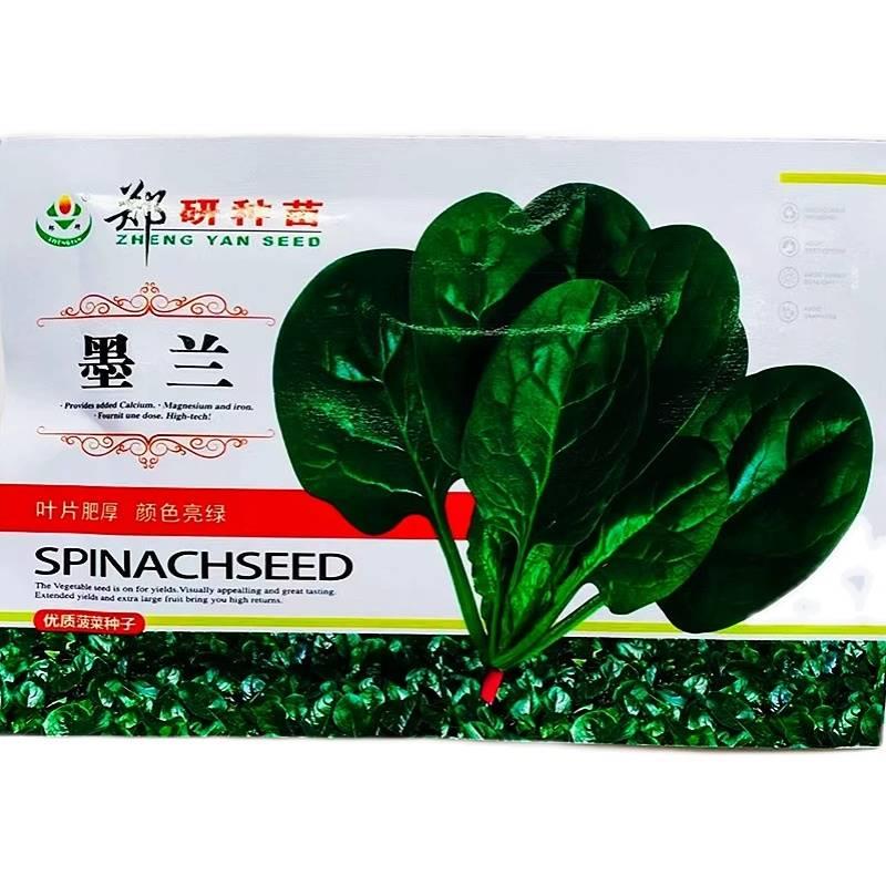 研墨兰菠菜种中郑熟早亮绿子大叶高产抗病商品性佳农家春秋蔬SKM