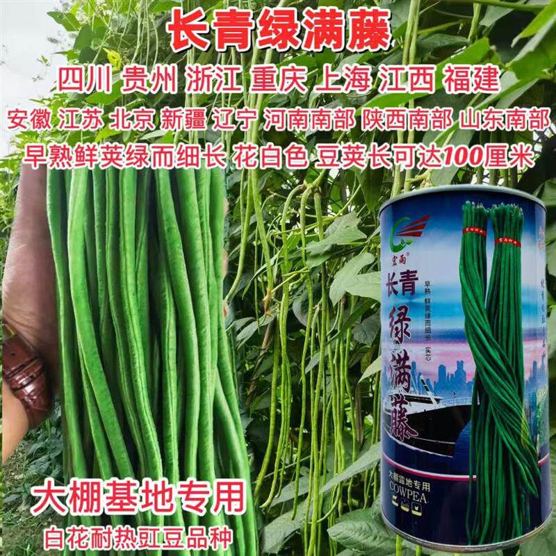 长青绿满藤长豆角种子早熟鲜绿细长豇豆种籽白花肉厚抗病强适应广