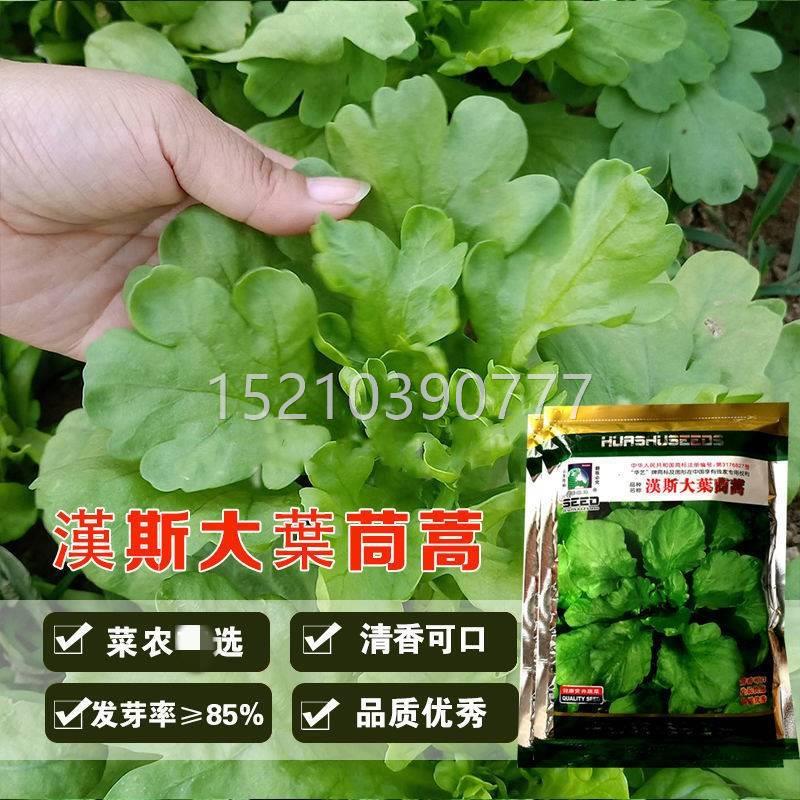 汉斯叶茼蒿种子爽蔬清香耐热抗寒春秋季农家大田易种植大IPB菜脆