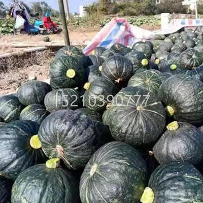 迷你绿味贝贝南小瓜种子板栗四季蔬菜种绿皮大果南HSC瓜籽籽爬藤