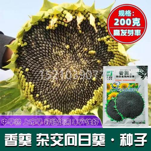 卡粗其香葵杂交食用日葵大食葵种子籽向茎杆壮抗倒伏HUQ抗病大田