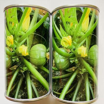 绿珠圆形西葫芦种子矮生无蔓嫩青瓜种子极早熟深绿皮嫩南瓜种子