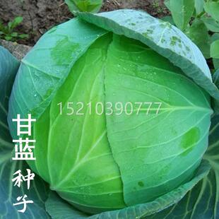 高产蓝种子卷心菜包头菜种籽早大头菜洋白菜甘春秋田蔬GBV熟菜园