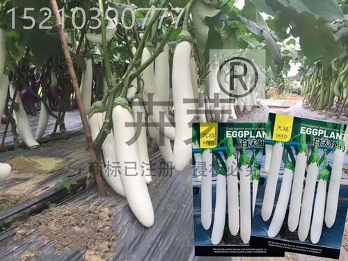 白天使白茄子种子广东潮汕象牙白茄种籽长白茄种农家春秋蔬菜种孑