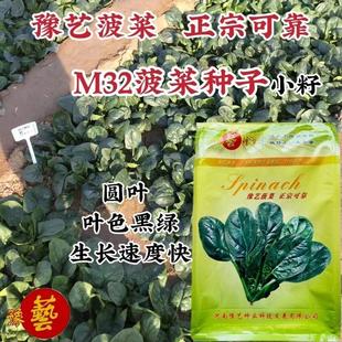 4斤小籽菠菜种子豫艺m32菠菜种子叶色黑绿有光泽圆叶菠菜种籽