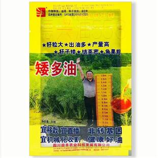 矮多油油菜种子高产高含油矮杆结荚密抗寒抗病适广性强大田用种孑
