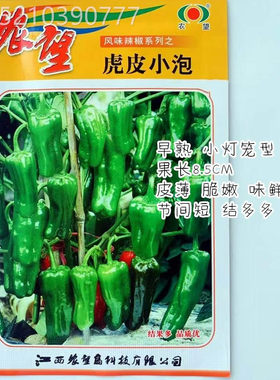 虎皮小泡辣椒种子灯笼薄皮椒春秋种植蔬菜种子基地大面积虎皮椒籽