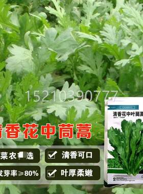 清香花中叶茼蒿子大叶叶茼蒿种籽帝AWV皇菜涮火种锅四季播小蔬菜