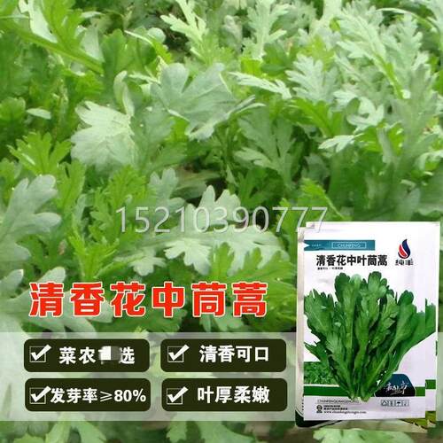 清香花中叶茼蒿子大叶叶茼蒿种籽帝AWV皇菜涮火种锅四季播小蔬菜