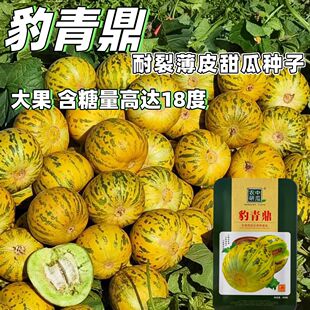 豹青鼎甜瓜种子豹纹早熟抗病香瓜高产种籽八里香薄皮高糖花皮绿肉
