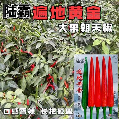 陆霸遍地黄金大果朝天椒种籽中早熟辣椒种籽香辣高产抗病硬果长把