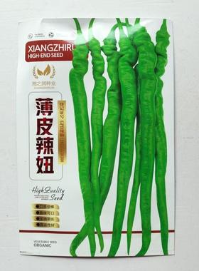 薄皮辣妞早熟杂交线椒辣椒种子 耐热耐涝性强 高产稳产