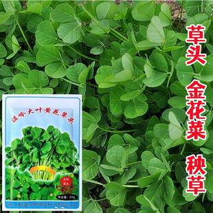 野菜农 大叶黄花草头种子蔬食用菜海苜种蓿草子EEH金花菜春秋上季
