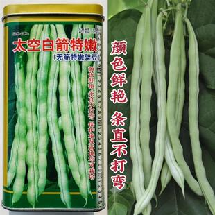 太空白箭特嫩架豆王种子无筋架豆种子白芸豆白不老豆角种籽条直顺