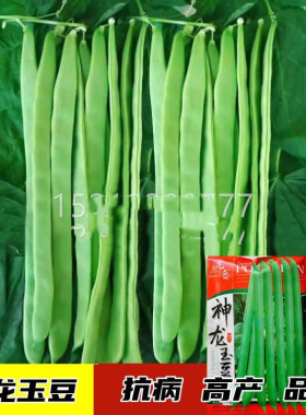龙豆架芸豆角种架FFK豆东北油豆角菜豆春夏秋神玉蔬菜籽高子产扁