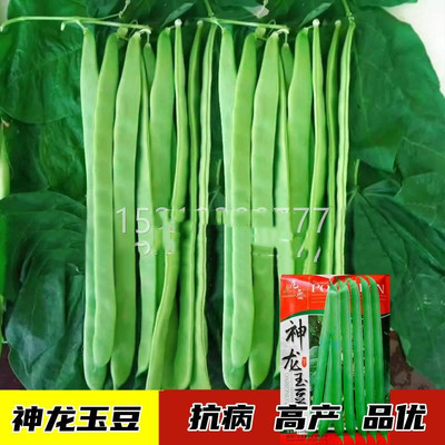 龙豆架芸豆角种架FFK豆东北油豆角菜豆春夏秋神玉蔬菜籽高子产扁