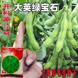 开科源12号大荚绿宝石毛豆种子青黄豆早熟高产鲜食毛豆大田用种孑