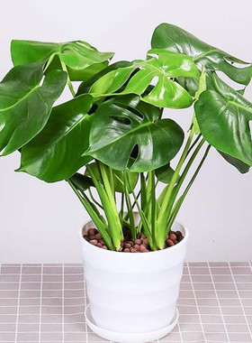 monstera lare potted reen plant indoor purification
