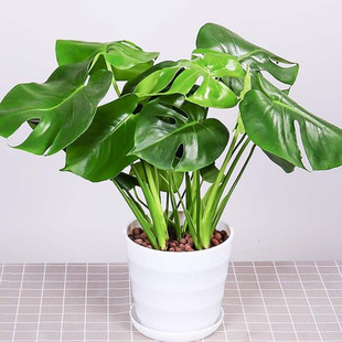 monstera lare potted reen plant indoor purification