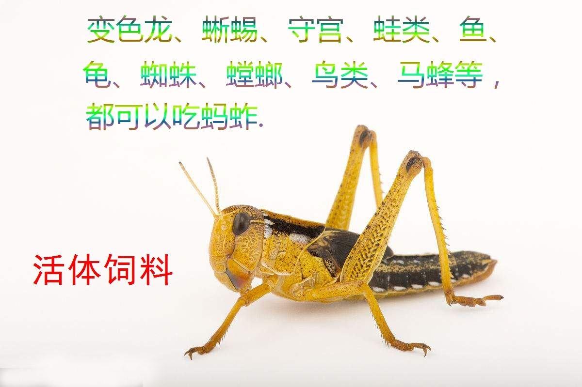蚂蚱活虫蚱蜢蝗虫黄乌龟画眉喂鸟饲料活体草蜢虰蟋蟀丁猛东亚飞蝗
