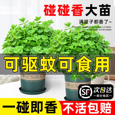 碰碰香盆栽可食用净化空气一抹香