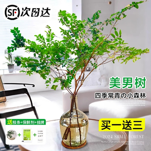 美男树水培植物鲜切枝室内好养四季无土纯水培绿植水养马醉木吊钟