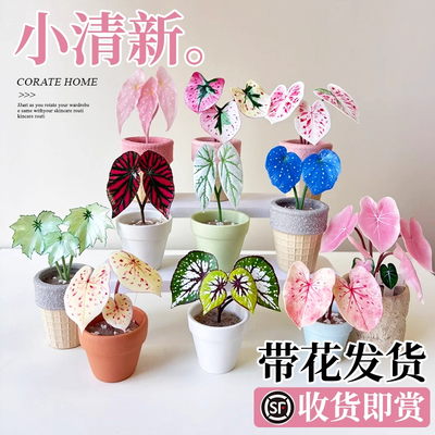 秋海棠盆栽四季桌面绿植大全福寿
