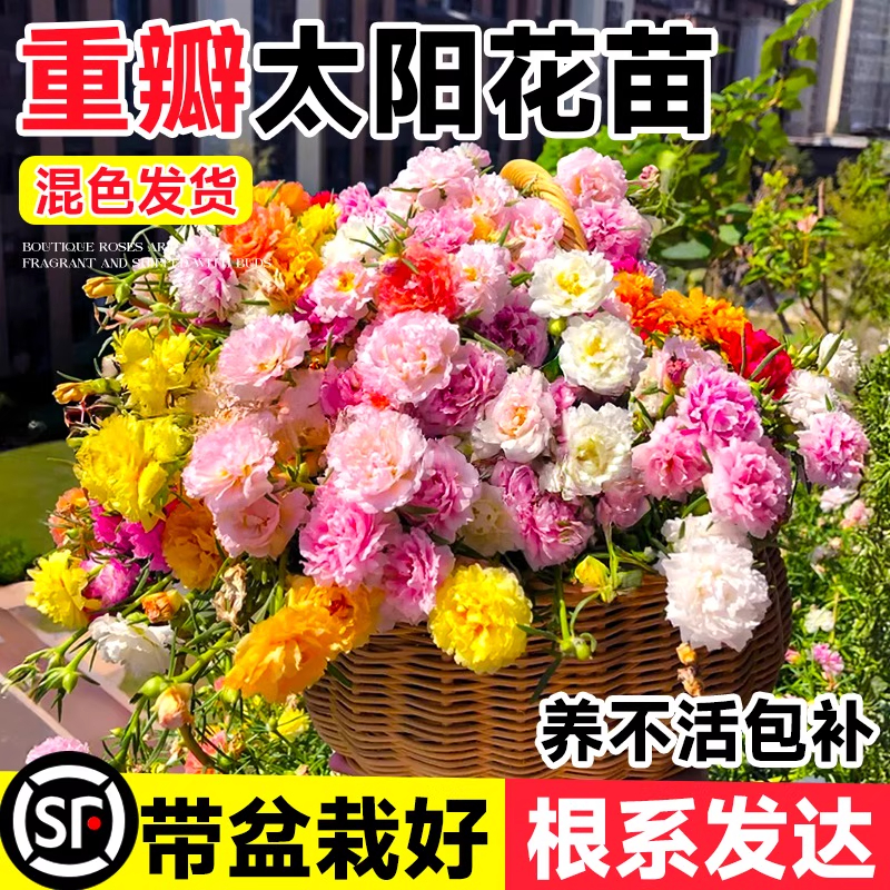 重瓣太阳花大苗混色老桩特大号盆