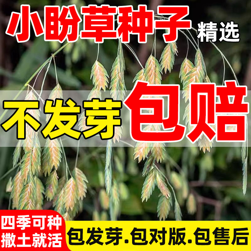 小盼草种子大叶查曼草凌风草籽孑可干切花阳台盆栽耐热多年生包邮