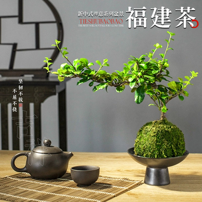 福建茶盆景植物室内小盆栽好养活